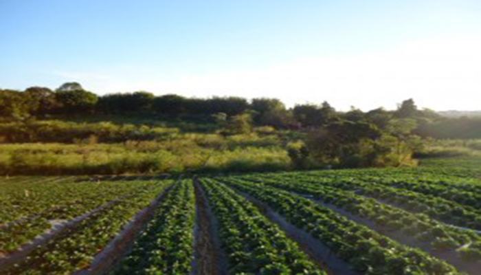 setor-rural